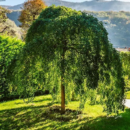 ベッド・アンド・ブレックファスト Narciso 3*