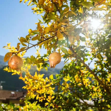 Narciso Вальброна