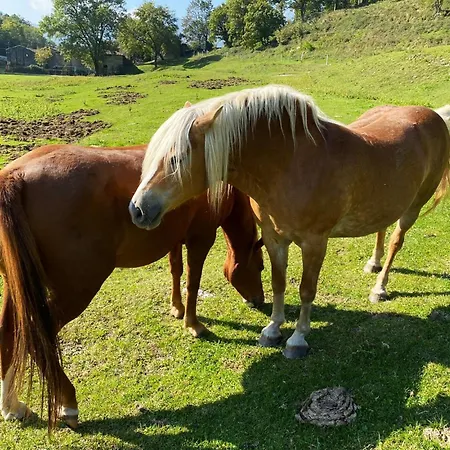 Narciso Отель типа 