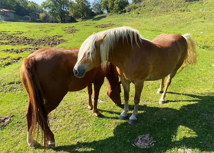 Narciso Отель типа 